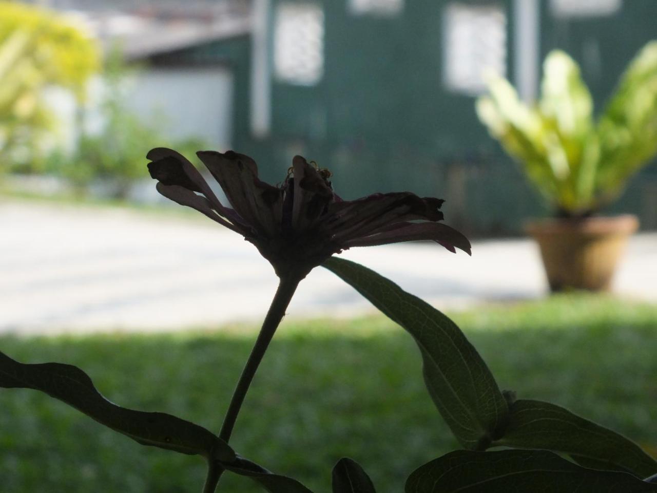 Hillsview Rest & Guest House Matale Exteriér fotografie